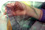 - Fondali in voile in stampa digitale